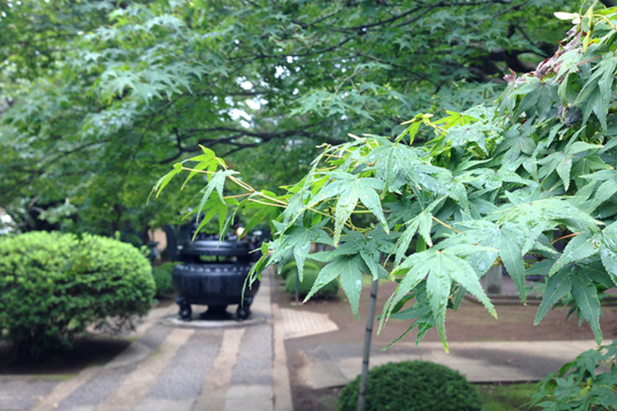 ▲雨上がり、青々としたもみじ。紅葉の季節に来てもよさそう。