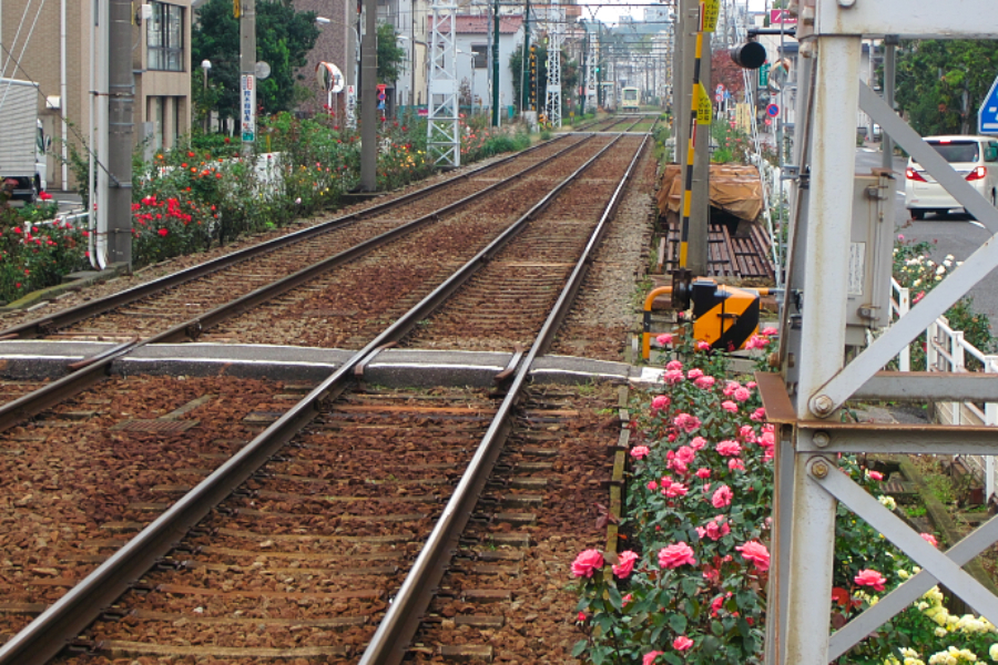▲線路沿いには綺麗なお花がいっぱい!