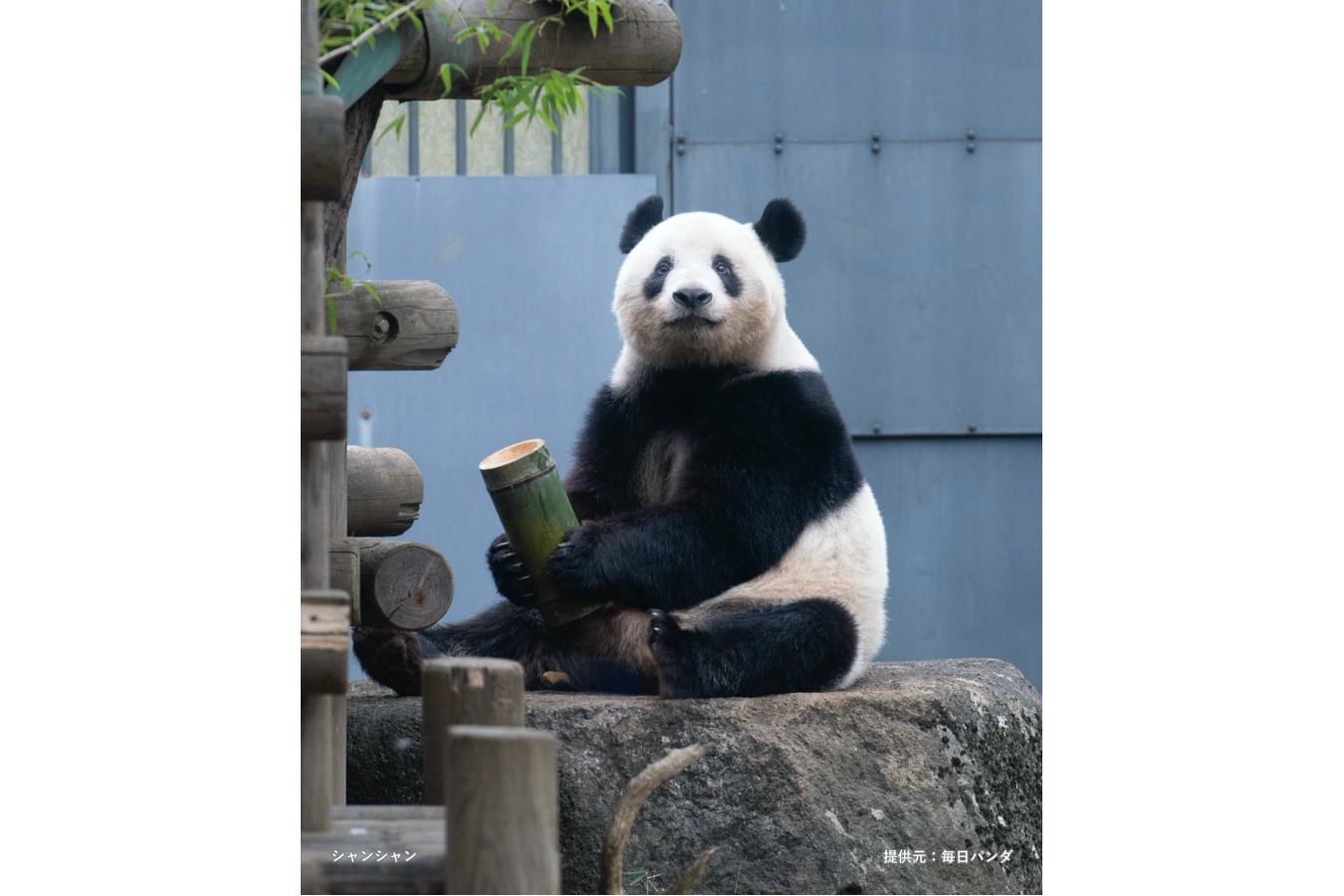 ▲上野動物園パンダファミリーの数多くの写真の中から、選りすぐりの写真を展示