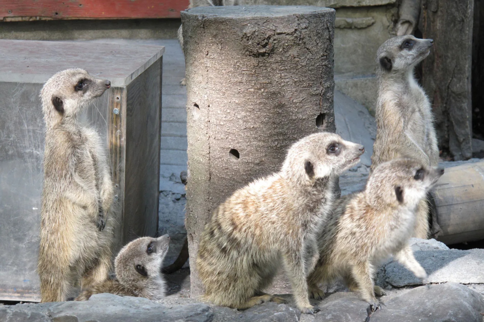 東京の動物園11選！入場無料＆ふれあいコーナーが人気のスポットも