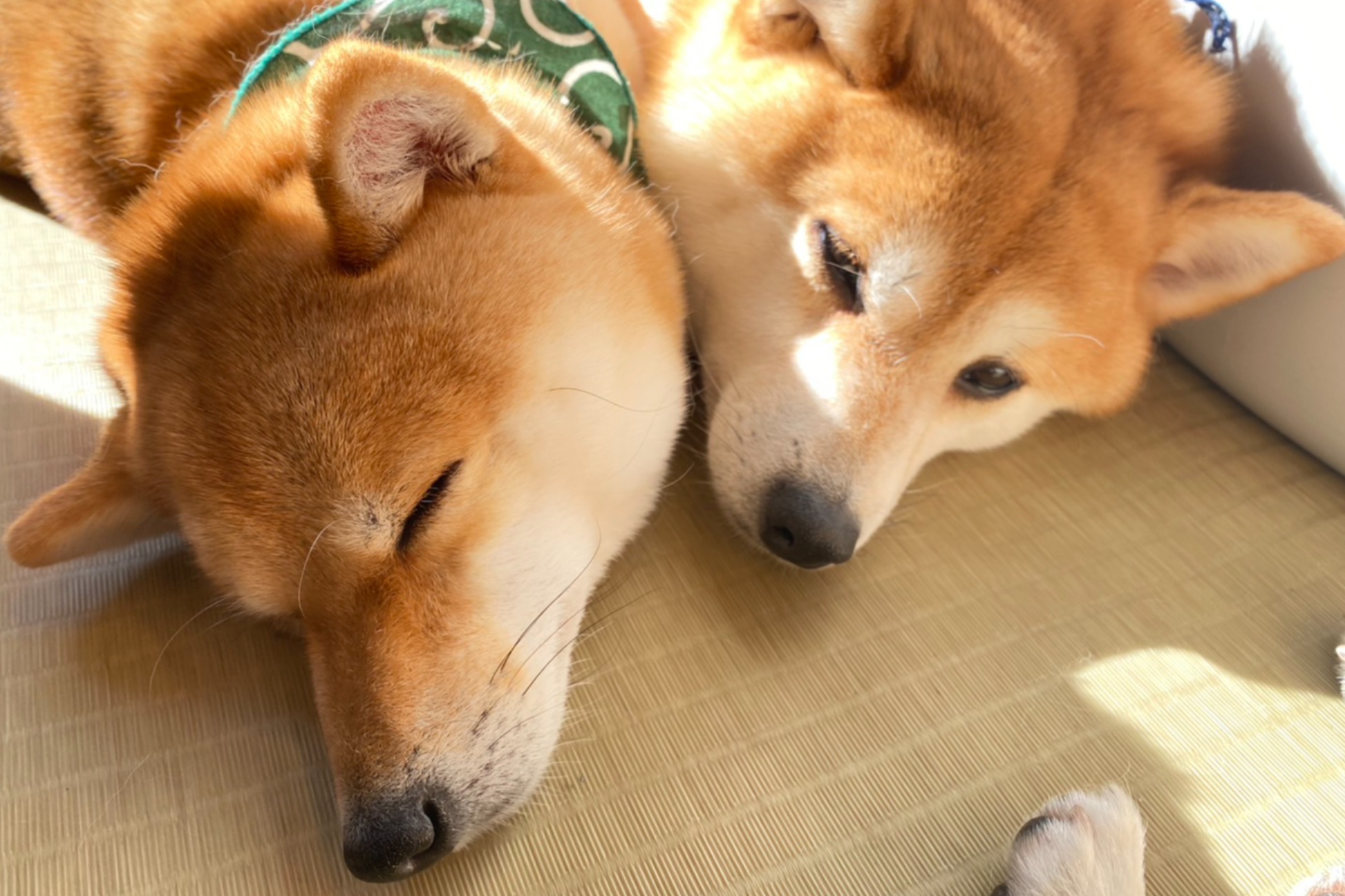原宿 行列のできる 豆柴カフェ で癒されてきた レッツエンジョイ東京