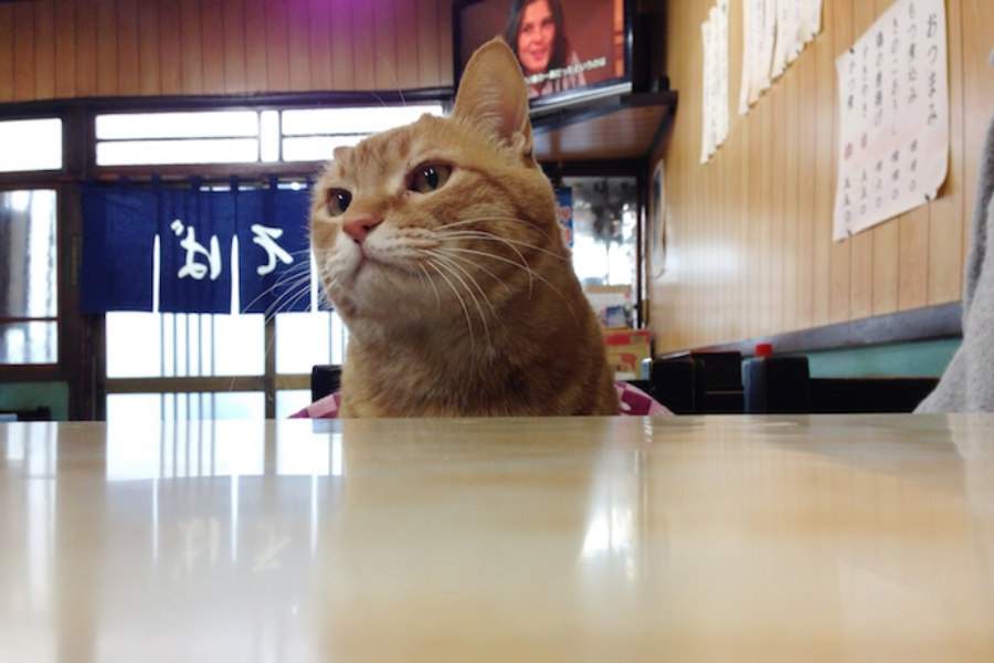 ▲蕎麦屋とネコの組み合わせは、最高だという持論が間違いないことを確認