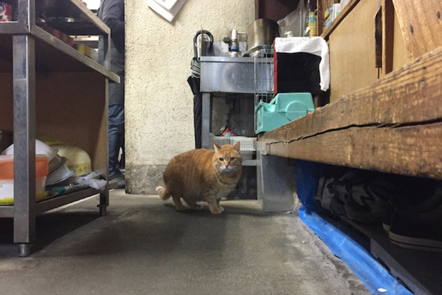 ▲ぽっちゃりっていうか、もったりしていてかわいい