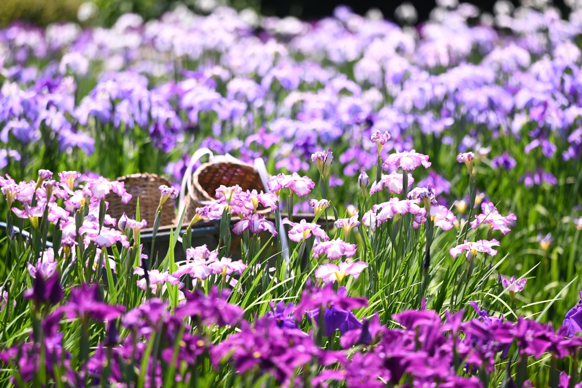見頃はいつ 菖蒲の名所 お祭り6選 レッツエンジョイ東京