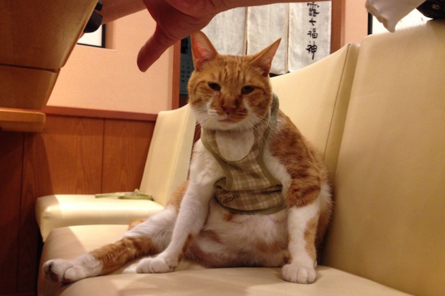 ▲赤ちゃんのような、おじさんのようなお腹ぽっこりの安定感。寝起きの不機嫌顔が最高