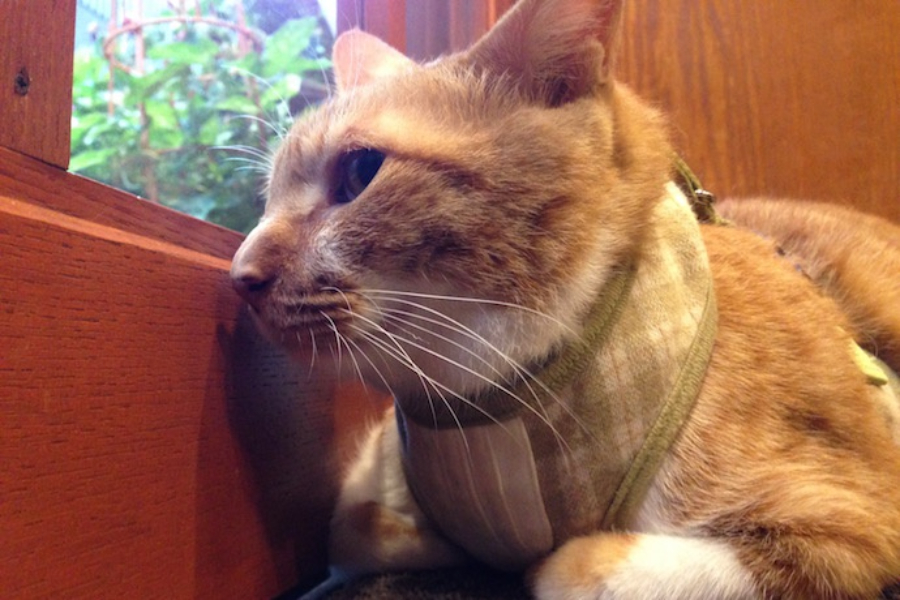 ▲お店の外をじっと見つめるサブちゃん、外へ行きたいとアピール