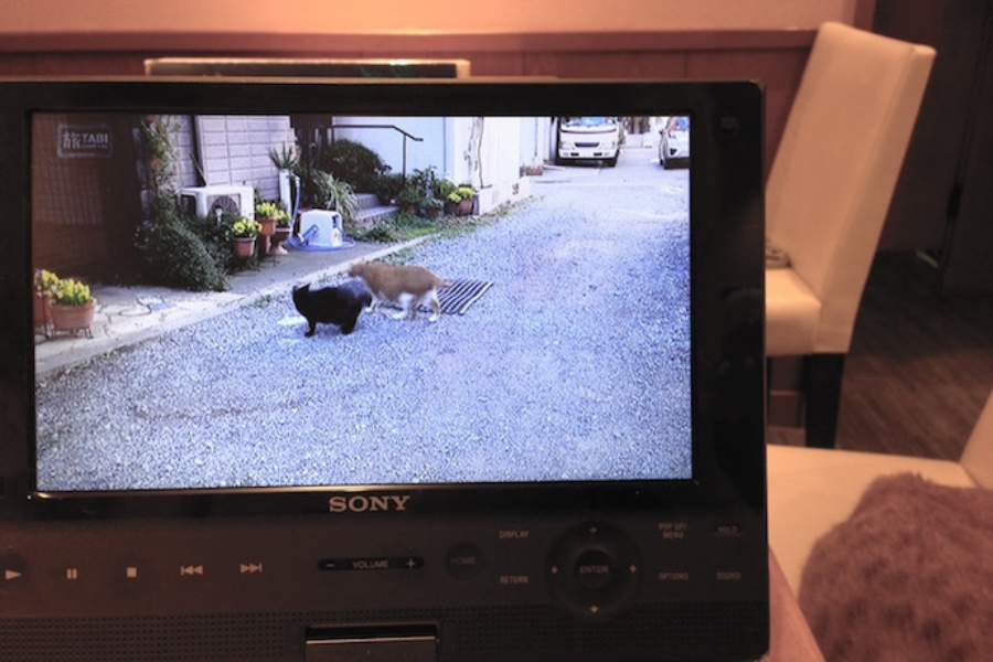 ▲サブちゃんが取材された「猫旅ロマン」。弟分のクロちゃんの面倒をみるサブちゃん
