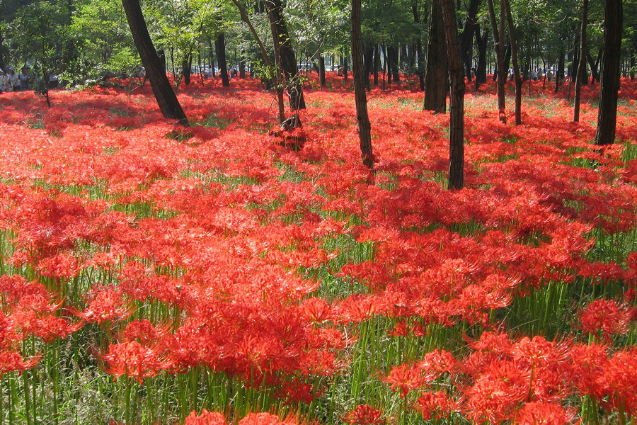 彼と見たい真っ赤な絶景 日本最大級約500万本の曼珠沙華が咲く 巾着田 日帰りデート レッツエンジョイ東京