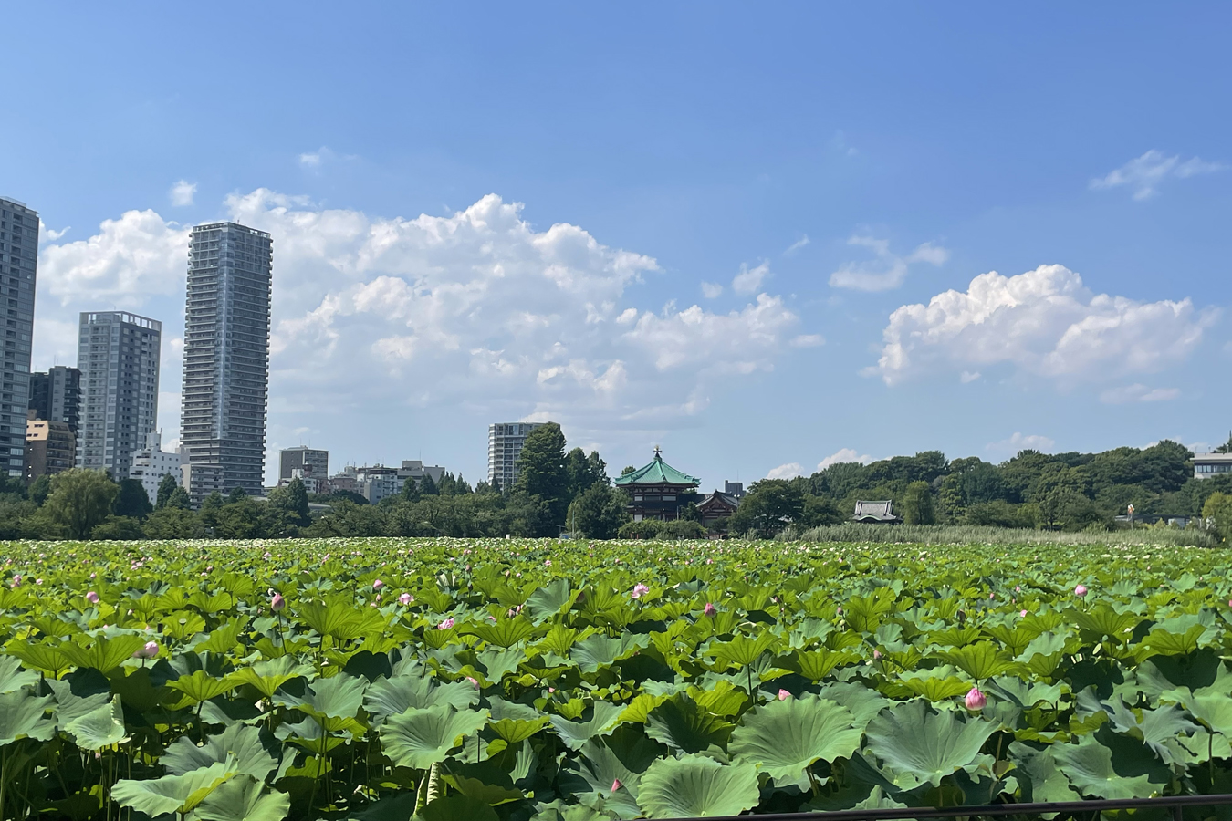 朝6時に人がいっぱい 絶景の ハス を見に上野 不忍池へ レッツエンジョイ東京 朝6時に人がいっぱい 絶景の ハス を見に上野 不忍池へ レッツエンジョイ東京