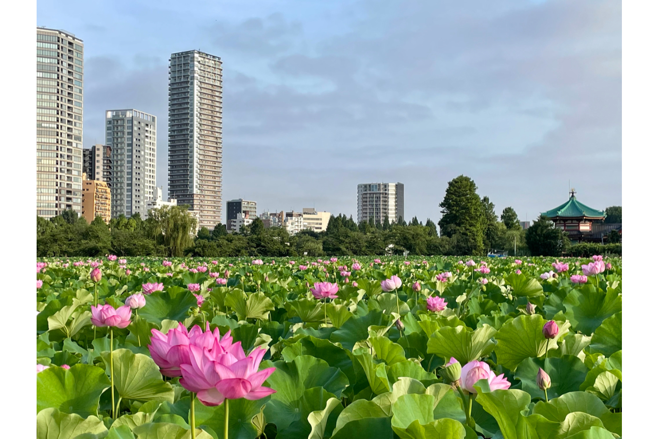 朝6時に人がいっぱい 絶景の ハス を見に上野 不忍池へ レッツエンジョイ東京 朝6時に人がいっぱい 絶景の ハス を見に上野 不忍池へ レッツエンジョイ東京