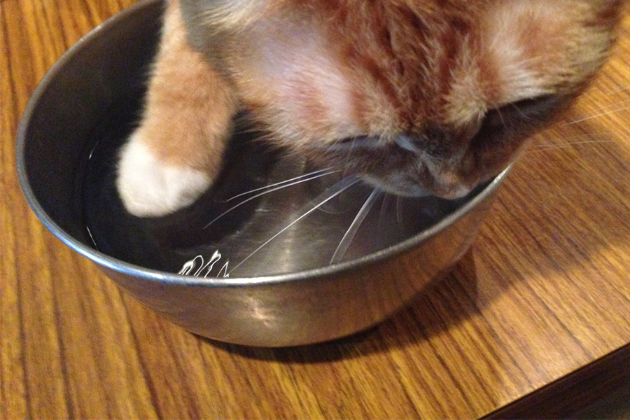 ▲水面をちょいちょいっと触りながら水を飲む姿がたまらん