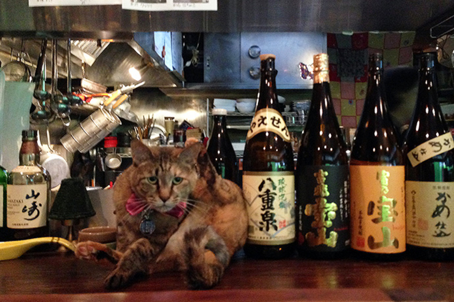 ▲旨そうな酒に目もくれず、カウンターに鎮座する看板ネコを迷わずオーダー。