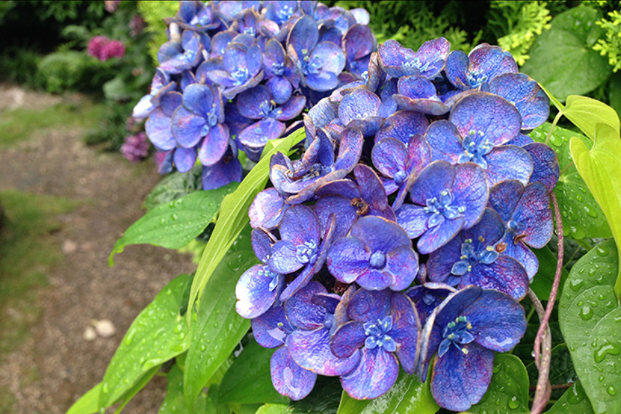 ▲雨上がり、色濃く咲いていた庭先の紫陽花。