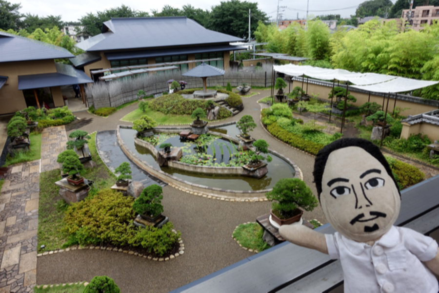 ▲常時40~50点の盆栽を展示する盆栽庭園。ここにはヘビー級のお宝盆栽が目白押ししてます。
2階のテラスから撮影