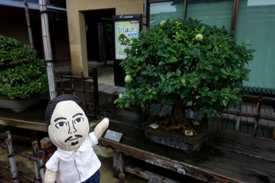 ▲元首相の佐藤栄作や岸信介のもとを渡り歩き、日本初の貴重盆栽1号ともなった《花梨》。
少なくとも明治から存在するこの作品は、春には可憐な花を咲かせるとか