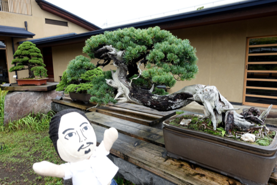 ▲経年劣化で枝や幹の一部が枯れた「シャリ」が味わい深い《五葉松 銘 青龍》。
オーバーハングした枝ぶりも立派すぎて、思わずマトリックスごっこ