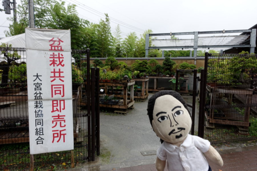 ▲大宮盆栽協同組合が運営する盆栽共同即売所。最初の一鉢をゲットするのにぴったりかもしれません