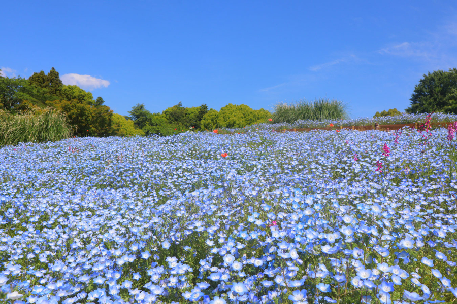 ポピーや菜の花も 都内のお花畑 フラワーフェス4選 22年 レッツエンジョイ東京