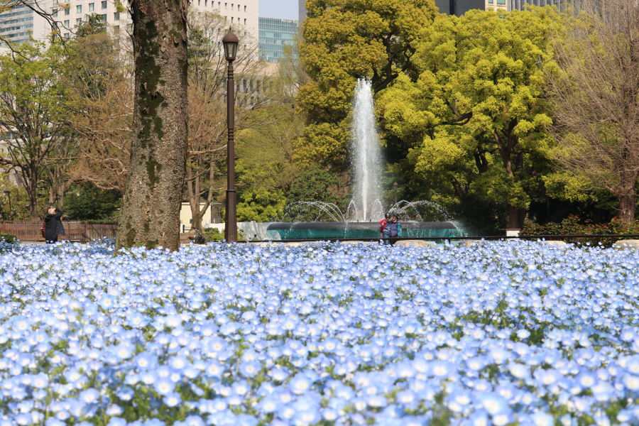 ▲写真提供:公益財団法人 東京都公園協会