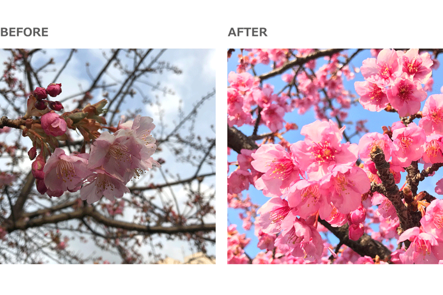 プロの撮り方★ 太陽を背に、桜に寄ろう