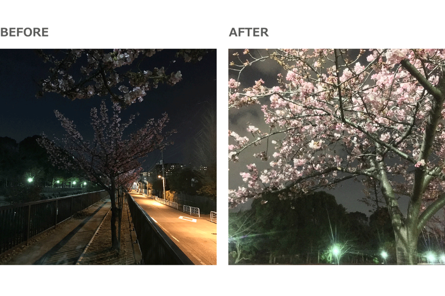 ★プロの撮り方★ 桜が明るく見える場所から、ダイナミックな枝の広がりを捉えよう