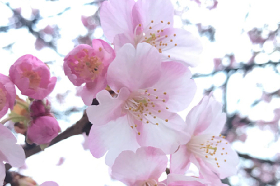 曇天の日は、桜に寄って露出を上げる