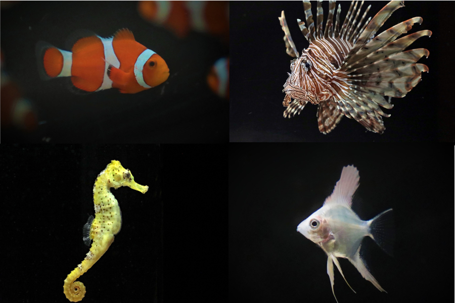 関東 水族館のおすすめ レッツエンジョイ東京