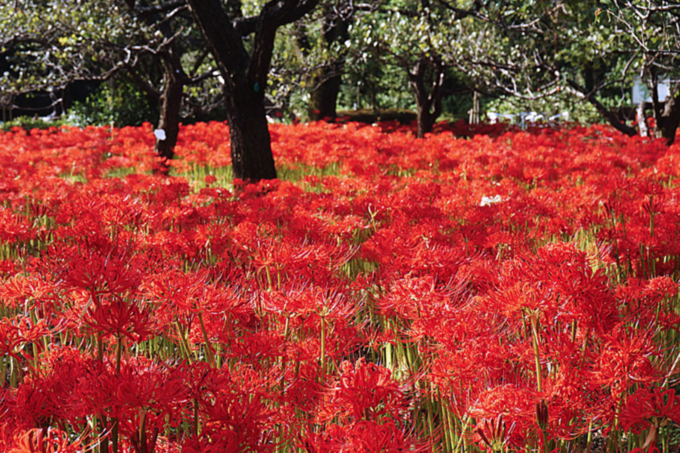 見ごろはいつ 都内 東京近郊の 彼岸花 名所8選 22年版 レッツエンジョイ東京
