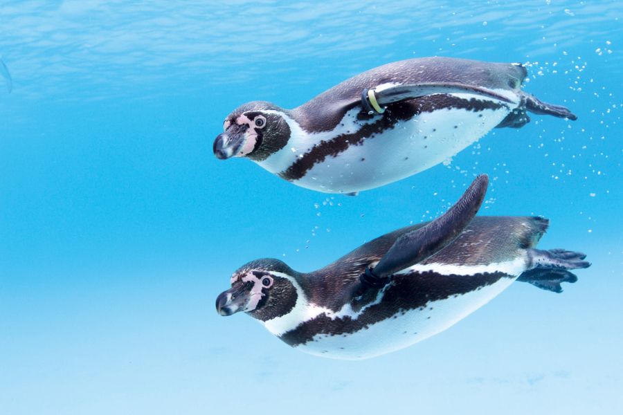 ▲フンボルトペンギン