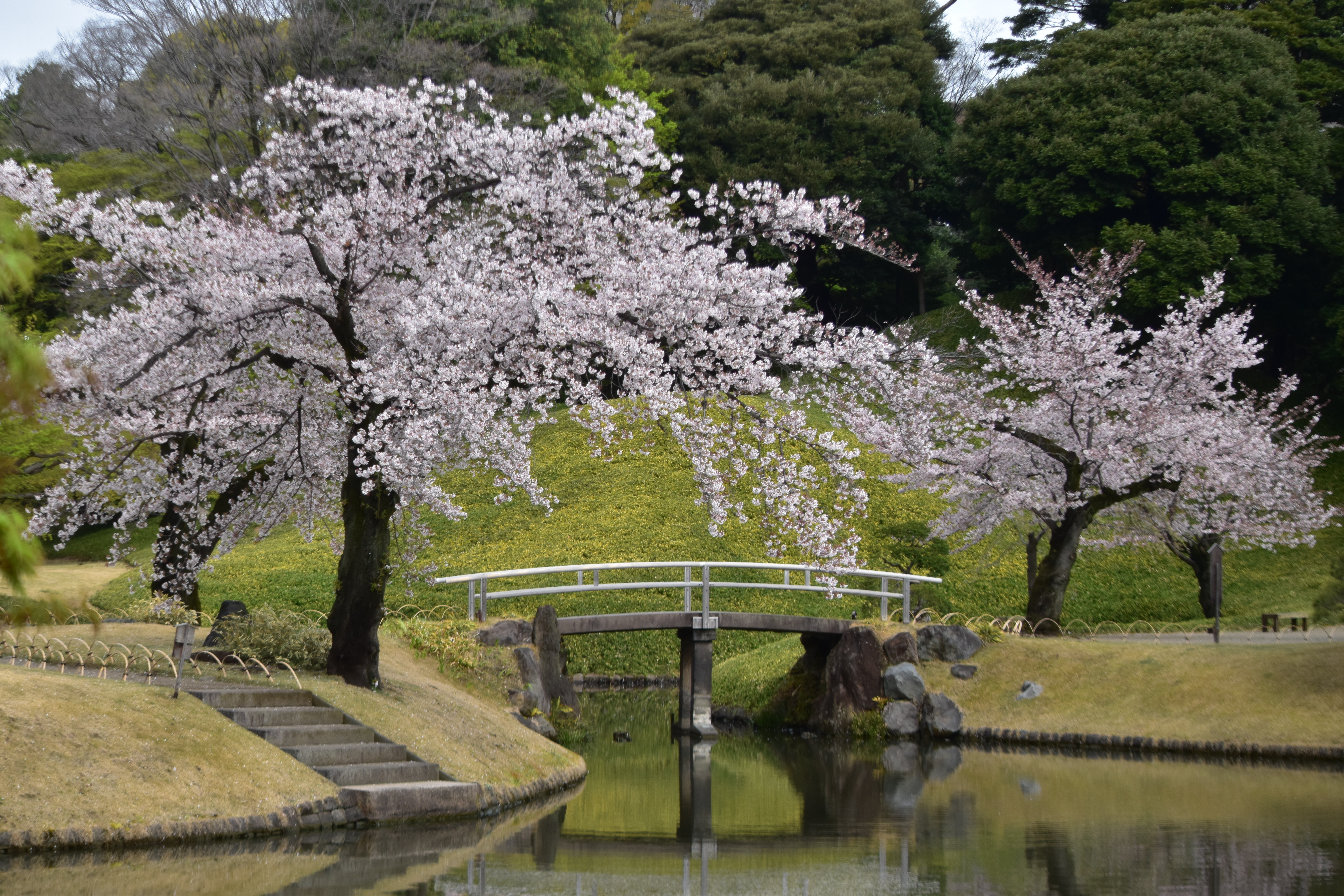 小石川後楽園のお花見情報 桜の開花 見頃 レッツエンジョイ東京