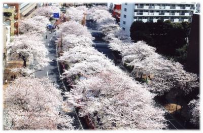 播磨坂さくら並木のお花見情報 桜の開花 見頃 レッツエンジョイ東京