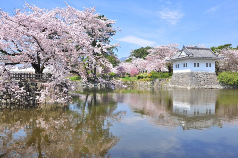 小田原城址公園のお花見情報 桜の開花 見ごろ レッツエンジョイ東京