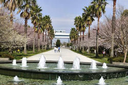 潮風公園のお花見情報 桜の開花 見頃 レッツエンジョイ東京 潮風公園のお花見情報 桜の開花 見頃 レッツエンジョイ東京