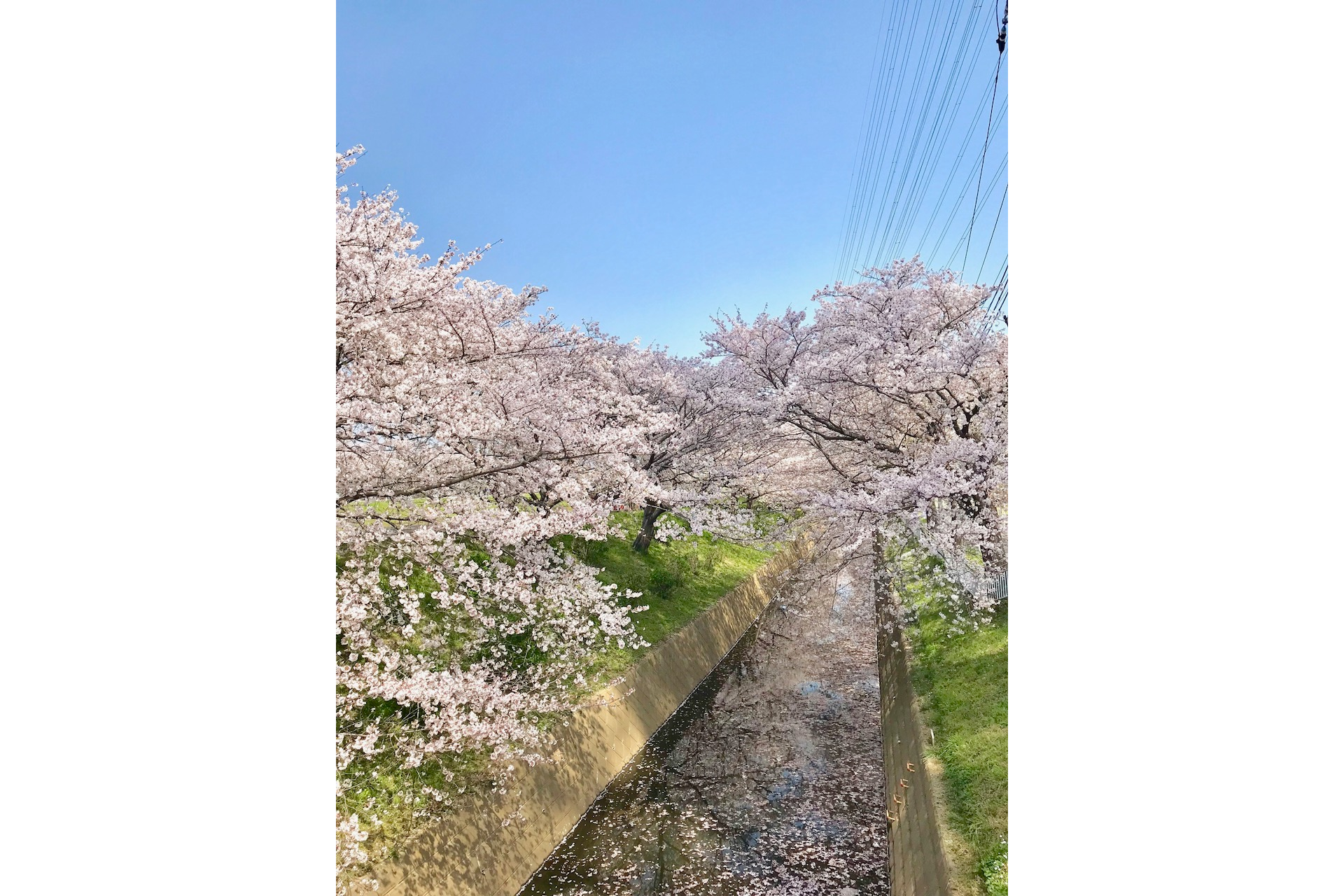 渋田川沿い桜並木のお花見情報 桜の開花 見頃 レッツエンジョイ東京