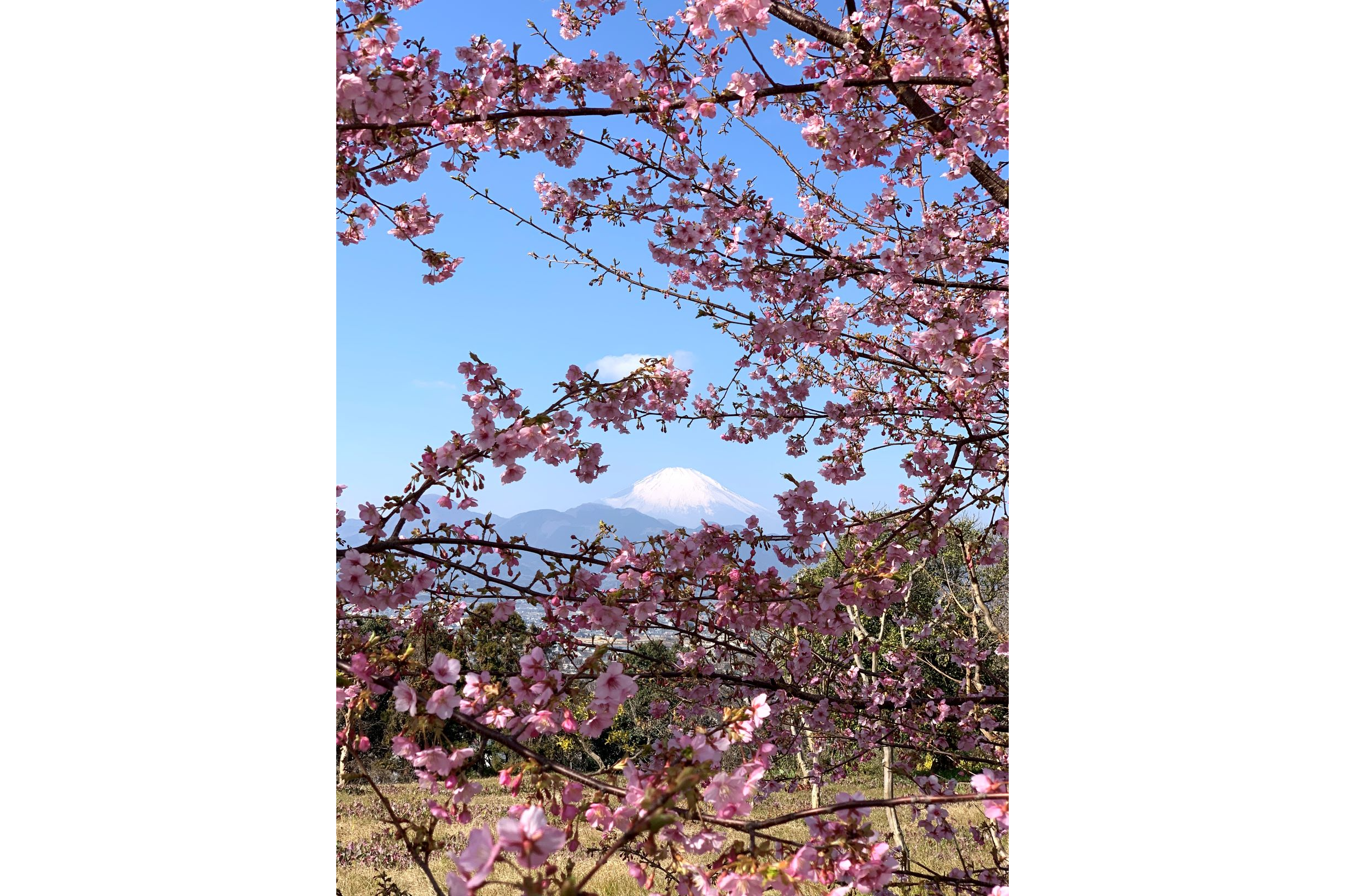 Biotopiaのお花見情報 桜の開花 見ごろ レッツエンジョイ東京