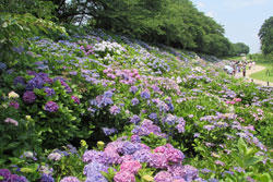 幸手権現堂桜堤のあじさい情報 あじさいの名所 見ごろ レッツエンジョイ東京