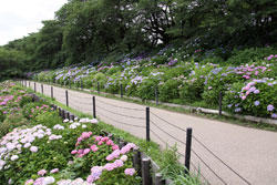 幸手権現堂堤 あじさいまつり レッツエンジョイ東京 幸手権現堂堤 あじさいまつり レッツエンジョイ東京