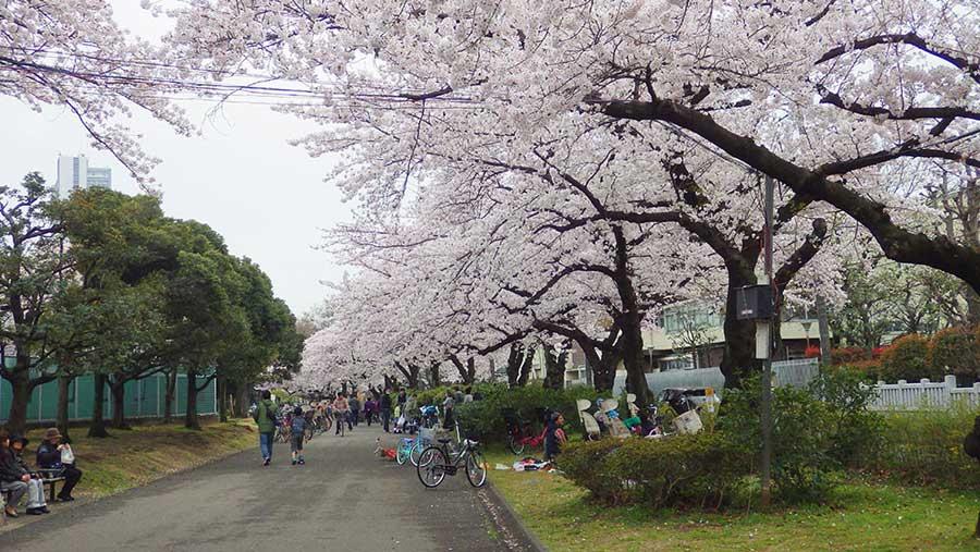 東白鬚公園のお花見情報 桜の開花 見頃 レッツエンジョイ東京