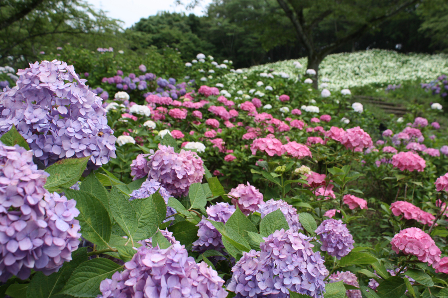 東京サマーランド あじさいまつり レッツエンジョイ東京