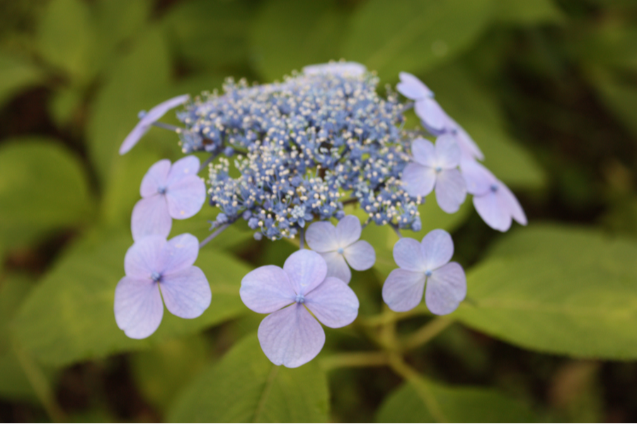 割引あり 東京サマーランド あじさいまつり レッツエンジョイ東京