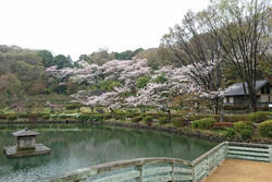 町田薬師池公園四季彩の杜 薬師池のお花見情報 桜の開花 見頃 レッツエンジョイ東京