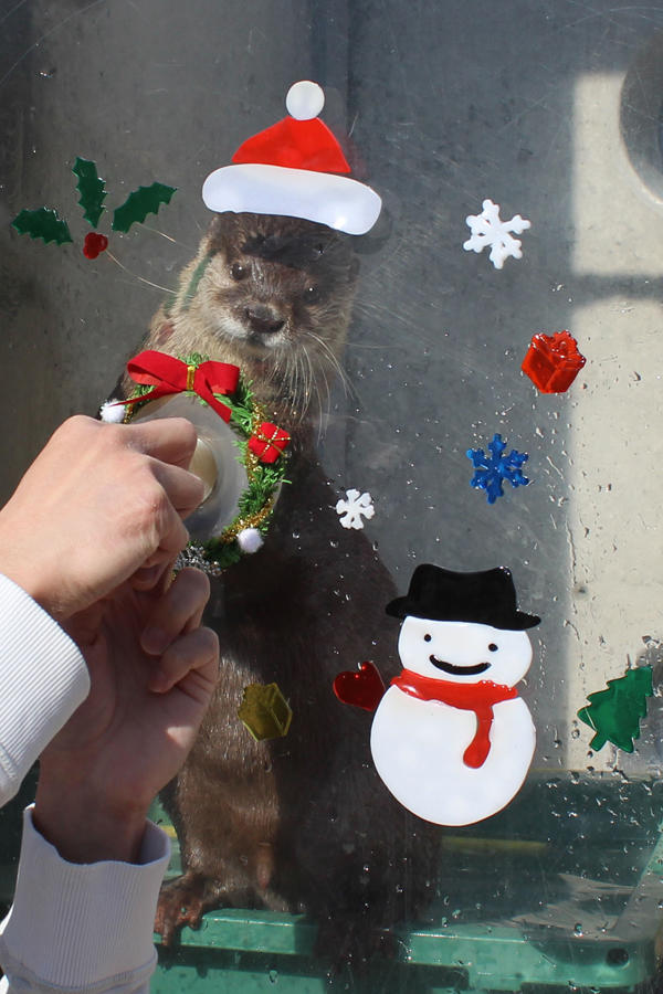 京急油壺マリンパークのクリスマスイベント レッツエンジョイ東京