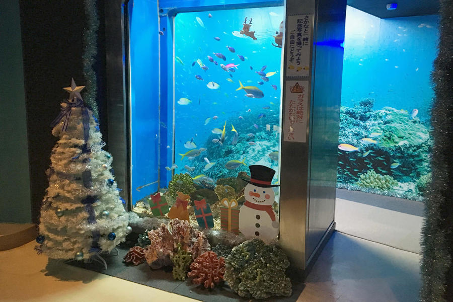 京急油壺マリンパークのクリスマスイベント レッツエンジョイ東京