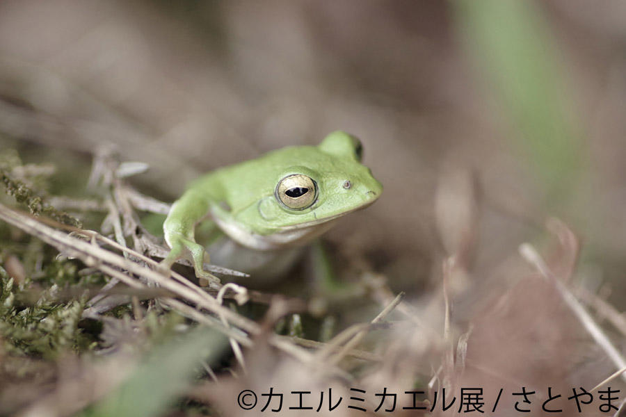 カエルミカエル展 レッツエンジョイ東京