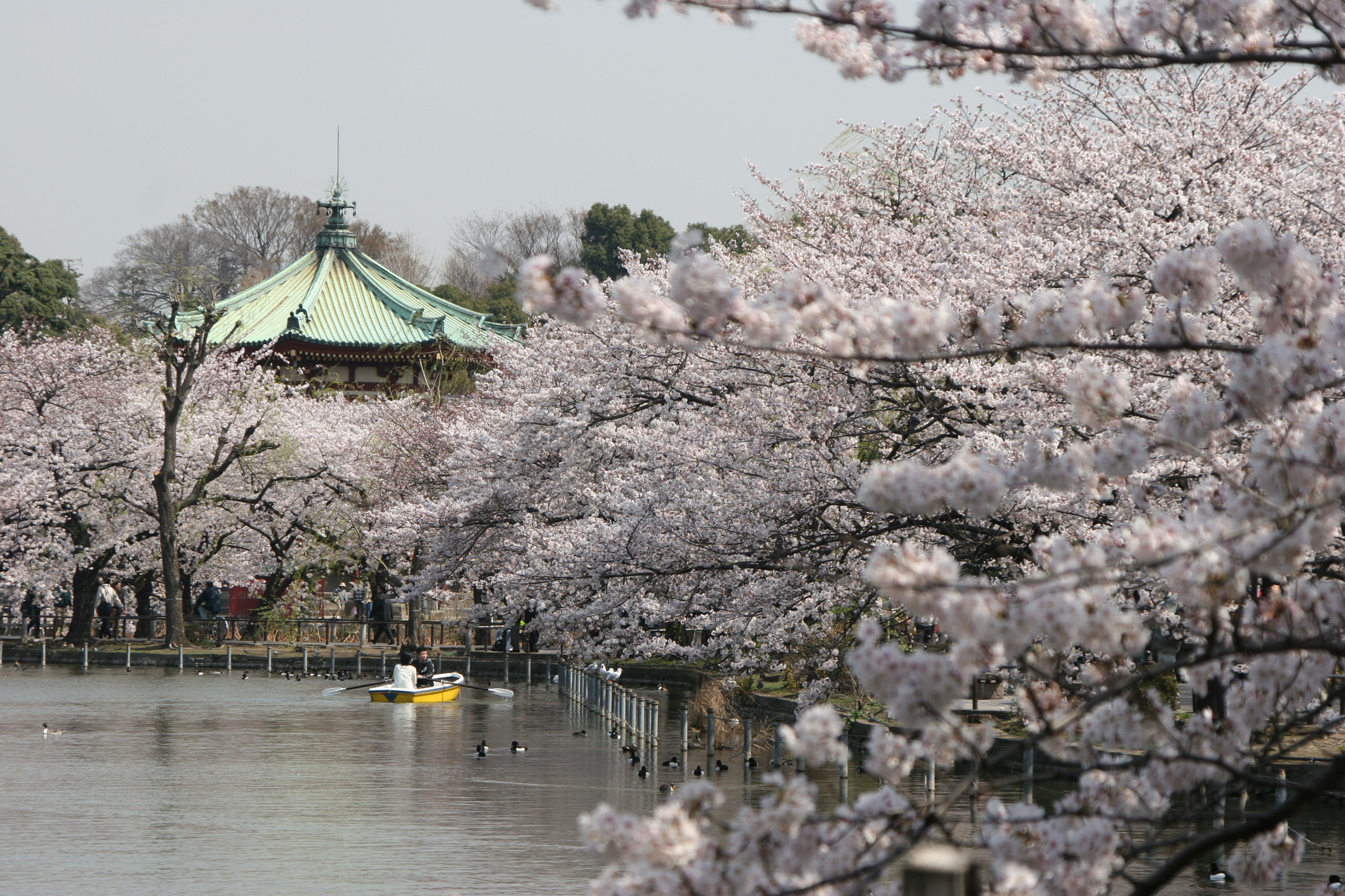上野のお花見 桜の名所22 レッツエンジョイ東京