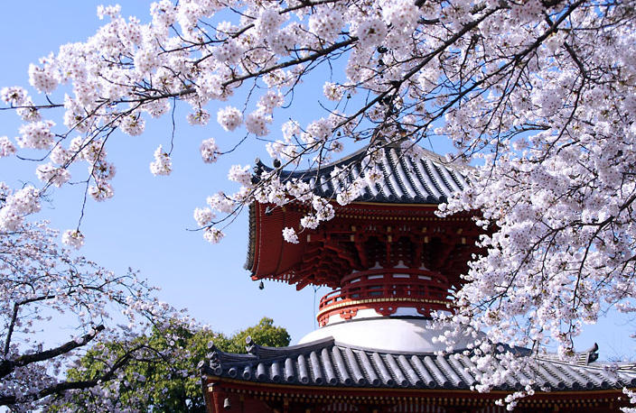 川越大師喜多院のお花見情報 桜の開花 見頃 レッツエンジョイ東京