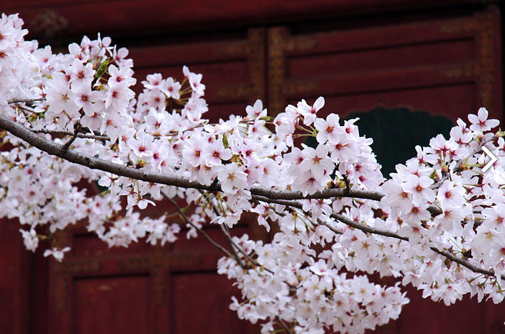 川越大師喜多院のお花見情報 桜の開花 見頃 レッツエンジョイ東京