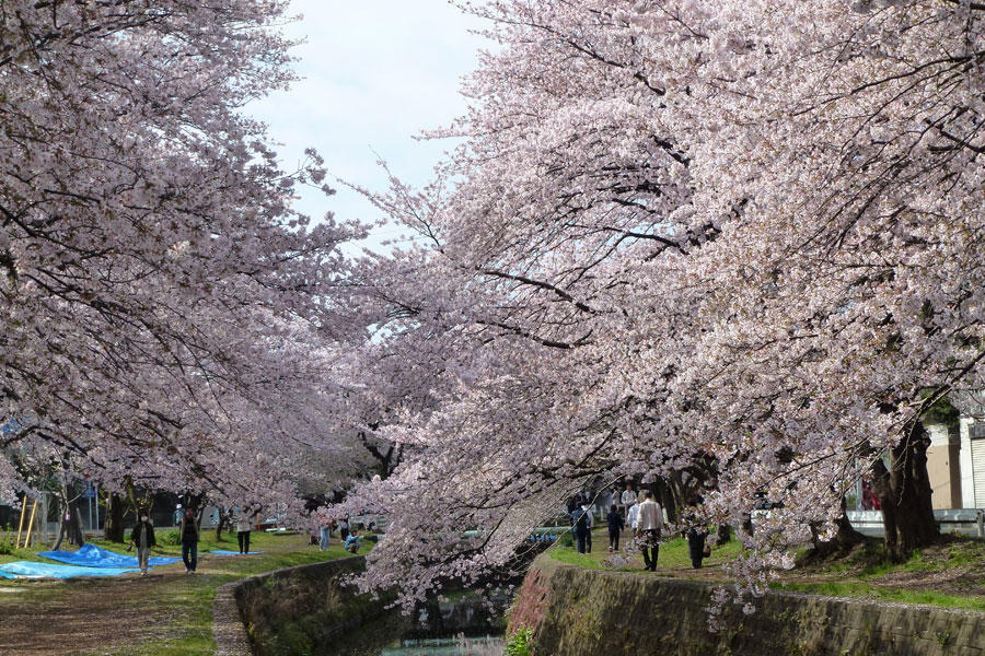 千本桜みどり橋のお花見情報 桜の開花 見頃 レッツエンジョイ東京