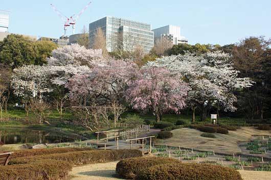 皇居東御苑のお花見情報 桜の開花 見頃 レッツエンジョイ東京