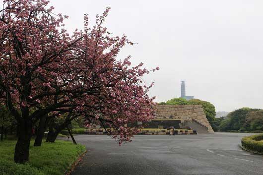 皇居東御苑のお花見情報 桜の開花 見頃 レッツエンジョイ東京